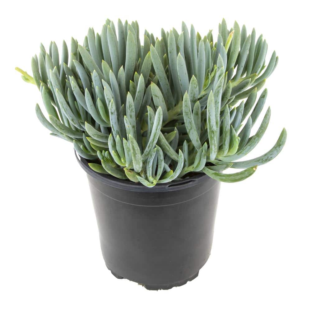 Senecio Blue Chalk Sticks Succulent in Plastic Planter