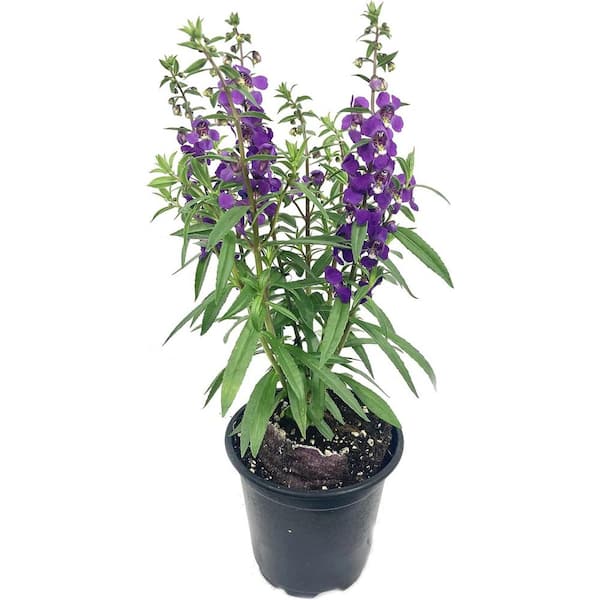 Wekiva Foliage Purple Angelonia-Live Plant in a 4 in. Pot-Beautiful Flowering Annuals for Gardens and Patios