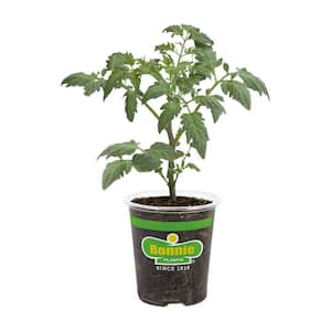 19 oz. Plum Roma Tomato Plant
