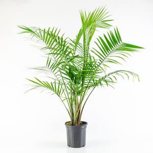2.5 Qt. Majesty Palm Ravenea Plant in Grower Pot
