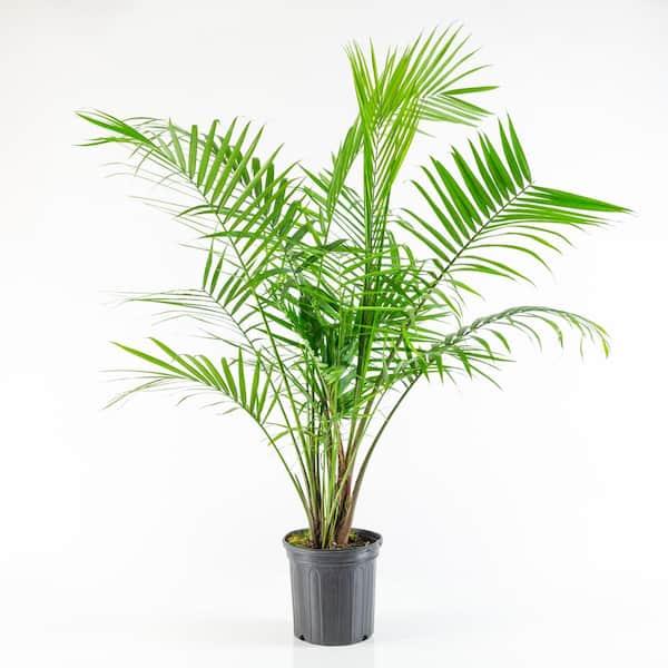 Large Majesty Palm, Indoor Plants & Houseplants for Delivery