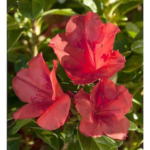 3 Gal. Encore Autumn Sunset Azalea Shrub with Red Single to Semi-Double Reblooming Flowers