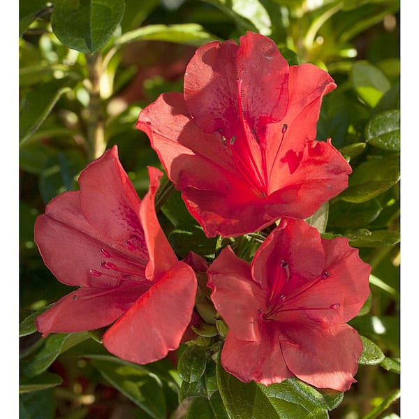 ENCORE AZALEA 3 Gal. Encore Autumn Sunset Azalea Shrub with Red Single to Semi-Double Reblooming Flowers