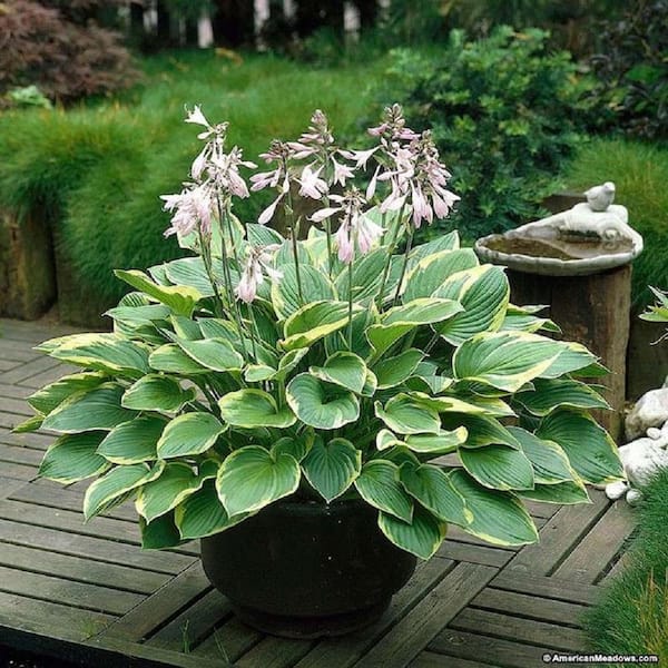 BELL NURSERY 3 Gal. Aureomarginata Hosta Live Perennial Plant (2-Pack)