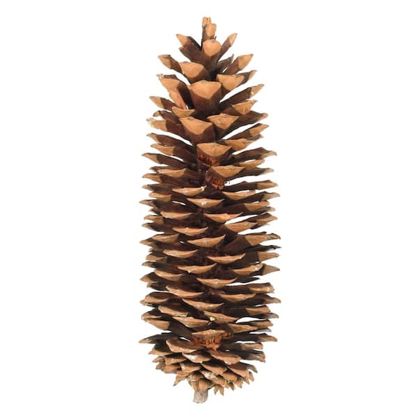 Vickerman 9.5-10 in. Brown Preserved Sugar Pinecones, 70 Per Case