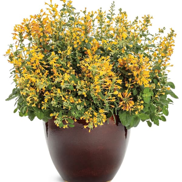 Proven Winners 4.25 in. Eco+ Grande 'Maestro Gold' Hyssop (Agastache hybrid) Live Annual Plant with Yellow Flowers 4-Pack