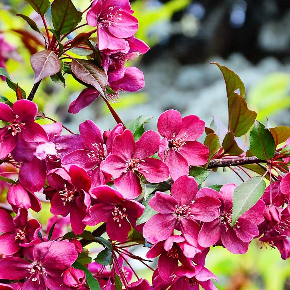 5 Gal. Summer Wonder Pink Flowering Crabapple Tree CRASUM05G - The Home ...