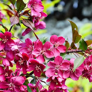 5 Gal. Summer Wonder Pink Flowering Crabapple Tree