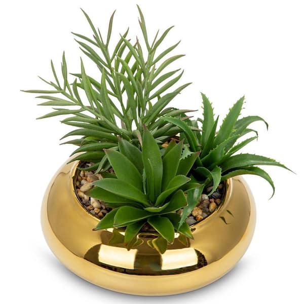 sansevieria star power Sansevieria Starfish, Snake Plant, Deco Pot main image 1