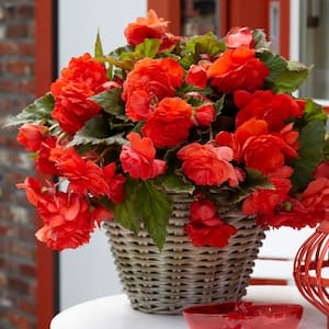 Red Cascade Begonias Odorous Sunset Bulbs (Set of 5)