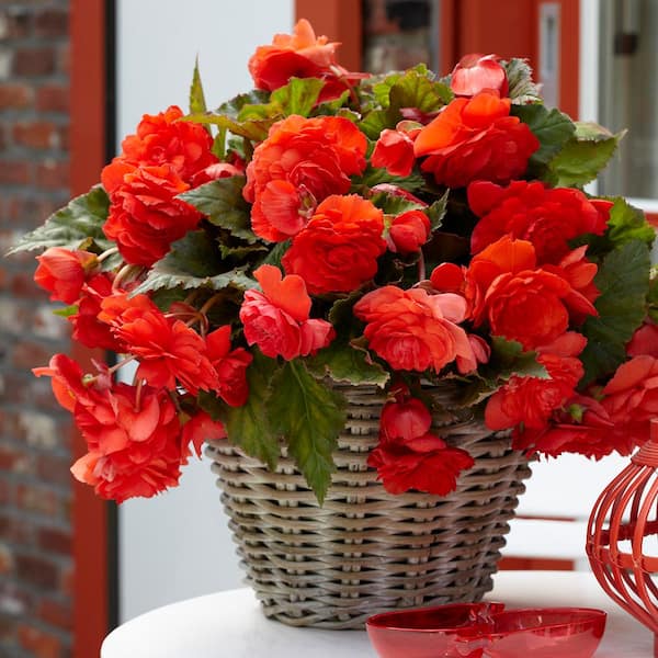 ProPlus Red Cascade Begonias Odorous Sunset Bulbs (Set of 5)