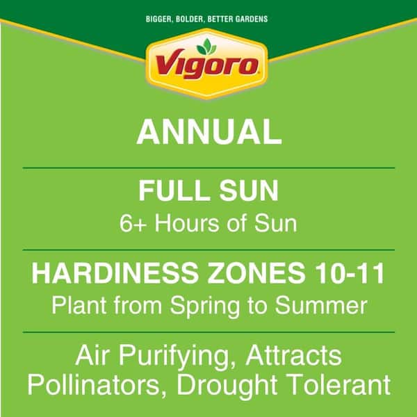 1.38-Pint Angelonia Pink Flower in 4.5 in. Grower's Pot (4-Pack)