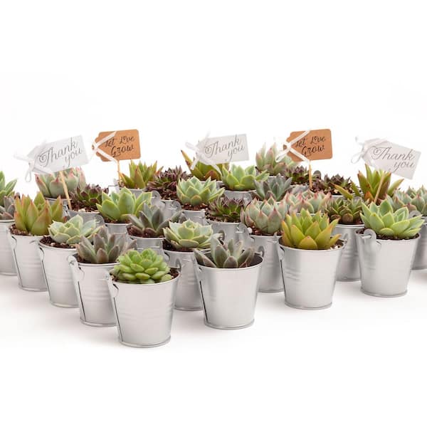 The Succulent Source 2 in. Wedding Event Rosette Succulents Plant with Silver Metal Pails and Let Love Grow Tags (30-Pack)