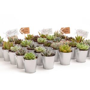 2 in. Wedding Event Rosette Succulents Plant with Silver Metal Pails and Let Love Grow Tags (100-Pack)