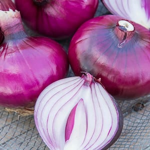 Red Zepplin Onion Plants Live Bareroot Vegetable Plants (2 Bunches)