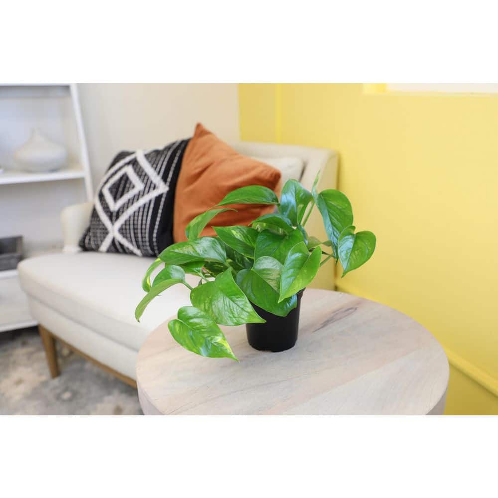 Golden Pothos in Black Plastic Planter, 4-Inch