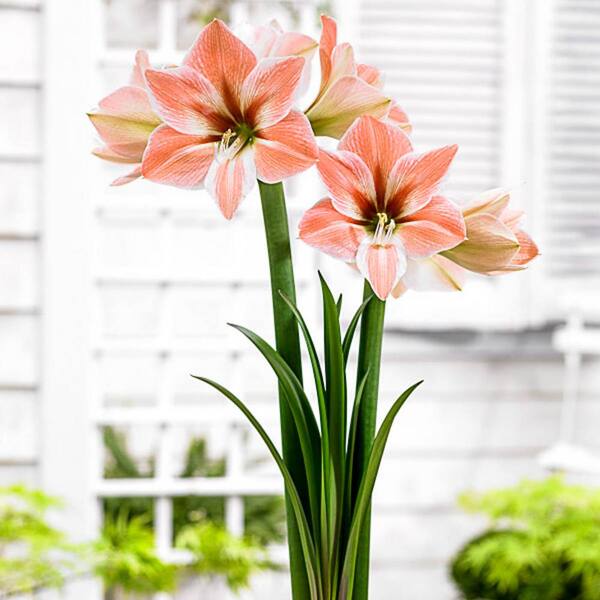 Breck's Apricot Parfait Galaxy Amaryllis (Hippeastrum) Bulb (1-Pack)