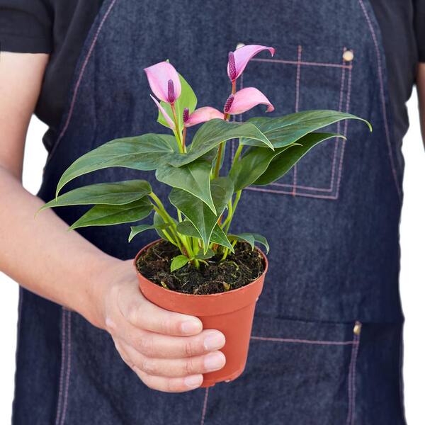 【madchen】ビーズフラワー Anthurium 濃パープル2本セット PPC INTERNATIONAL LLC Purple (Anthurium) Plant in 4 in. Grower Pot