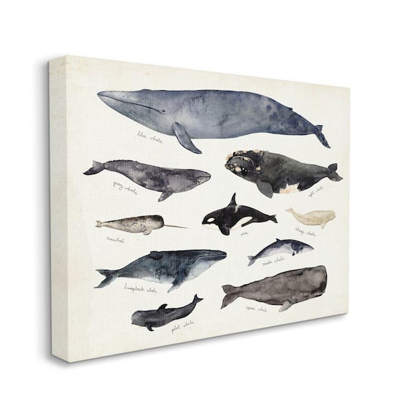 "Vintage Nautical Chart of Whales Ocean Life" by Victoria Barnes Unframed Animal Canvas Wall Art Print 36 in. x 48 in.