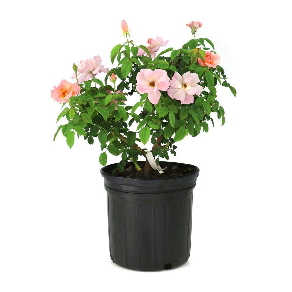 1 Gal. Rose Knockout Peachy With Pink Flowers price history on PriceWatchPro