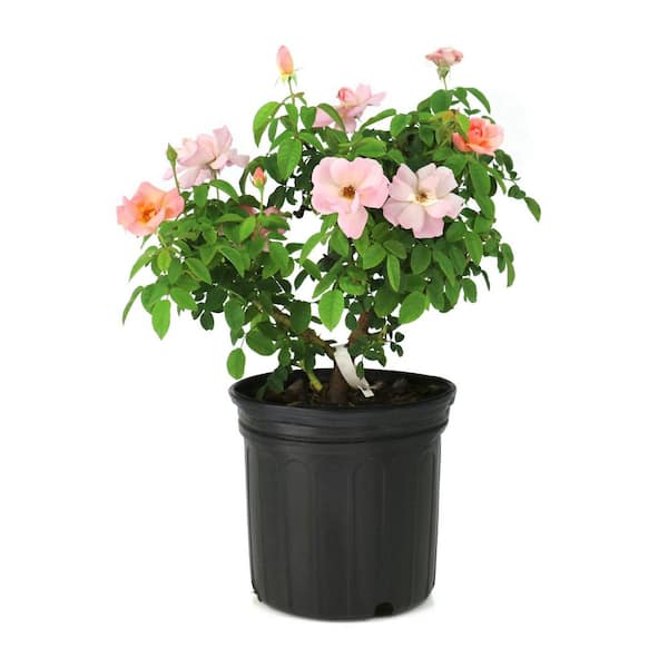 1 Gal. Rose Knockout Peachy With Pink Flowers