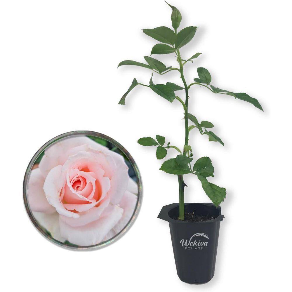 Brides Dream Rose Bush-Live Starter Plant in a 2 in. Pot-Beautifully Fragrant Hybrid Tea Rose from Florida price history on PriceWatchPro
