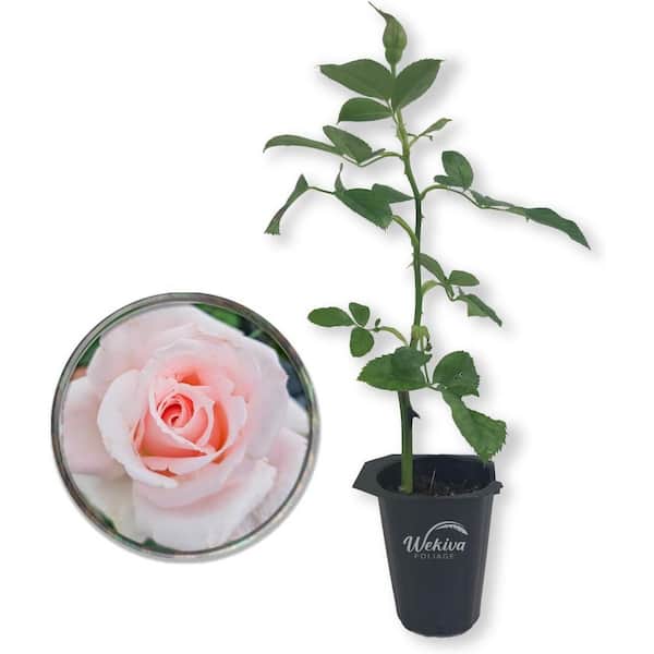 Brides Dream Rose Bush-Live Starter Plant in a 2 in. Pot-Beautifully Fragrant Hybrid Tea Rose from Florida