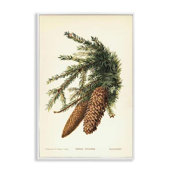 Stupell Industries Spruce & Fir Cones by Tina Higgins Designs, Inc. White Framed Nature Giclee Art Print 30 in. x 20 in.