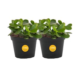 Jade Crassula Indoor Succulent Plants in 4 in. Grower Pot, Avg. Shipping Height 7 in. Tall (2-Pack)