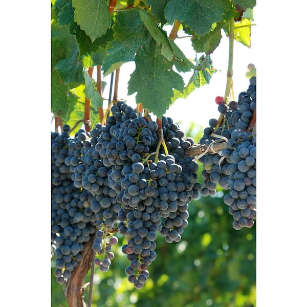 BELL NURSERY 2 Gal. Concord Grape (Vitis 'Concord') Staked Live Fruit-Bearing Plant, Purple Grape Vine (1-Pack)