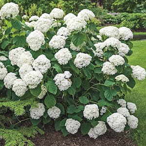 1.50 Gal. Pot, Annabelle Hydrangea, Live Potted Deciduous Flowering Shrub (1-Pack)