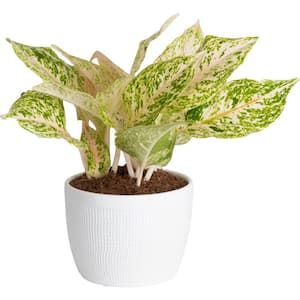 6 in. Trending Tropicals Assorted Colorful Aglaonema Plant in White Decor Pot, Grower's Choice