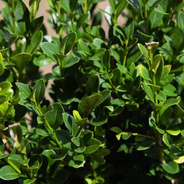 2.5 Gal - Green Velvet Boxwood Shrub (Buxus) with Cold-Hardy and Deer-Resistant Leaves