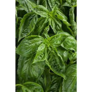 4.25 in. Grande Amazel Basil (Ocimum) Live Plant, Green Edible Foliage (4-Pack)