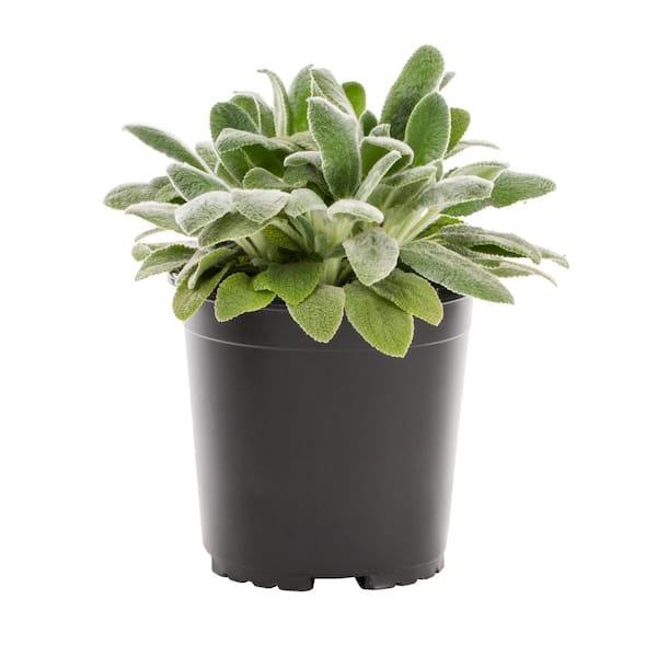 2.5 Qt. Stachys Byzantina Perennial Plant