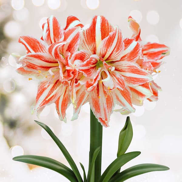 Garden State Bulb 26/28 cm Dancing Queen Double Amaryllis Flower Bulb (Bag of 1)