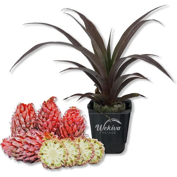 Wekiva Foliage Cathy Ornamental Pineapple Plant-Live Starter Plant in a 2 Inch Pot-Ananas Nanus-Non-Edible Ornamental Fruit