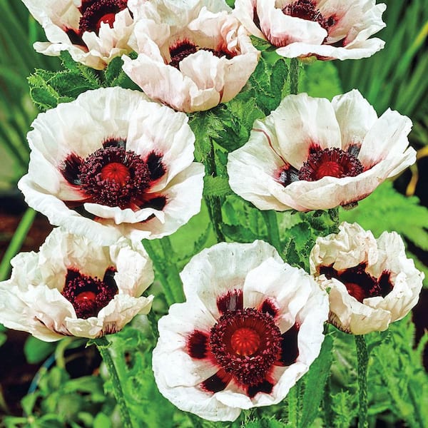 Spring Hill Nurseries Perry White Oriental Poppy, Live Bareroot Perennial Plant with White and Burgundy Flowers (1-Pack)