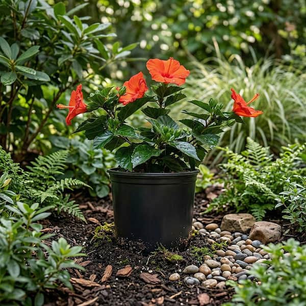 パワーストーン 1 Gal. Tradewinds Hibiscus Shrub with Sunset Wind Orange Flowers