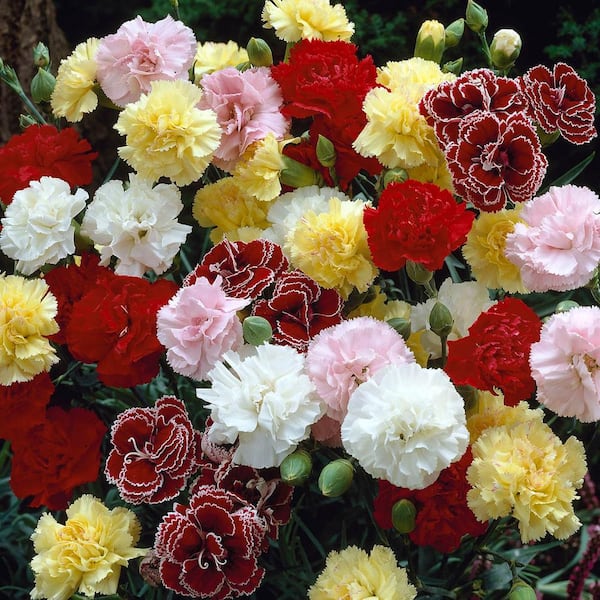 Spring Hill Nurseries Fragrant Carnation Mixture, Dormant Flowering Bare Root Perennial Plants (5-Pack)