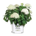 5 Gal. Incrediball Hydrangea Shrub with Enormous White Blooms