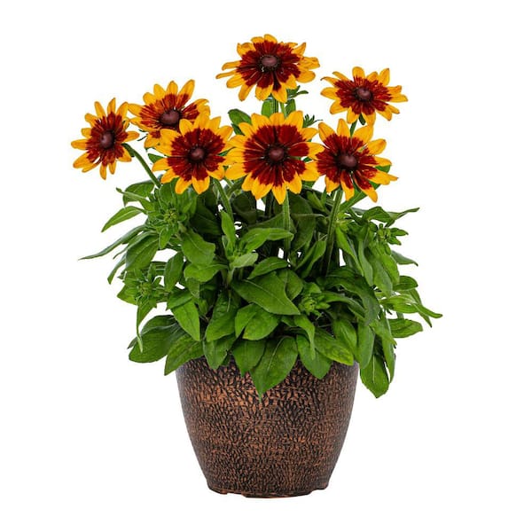 Metrolina Greenhouses 2 Gal. Sunbeckia Mia Rudbeckia Perennial