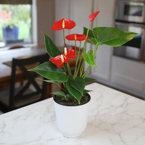 ALTMAN PLANTS Easy Flamingo Flower Anthurium (Approx 16 in. Tall