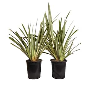 #5 Container Duet New Zealand Flax Plant Perennial Shrubs (2-Pack)