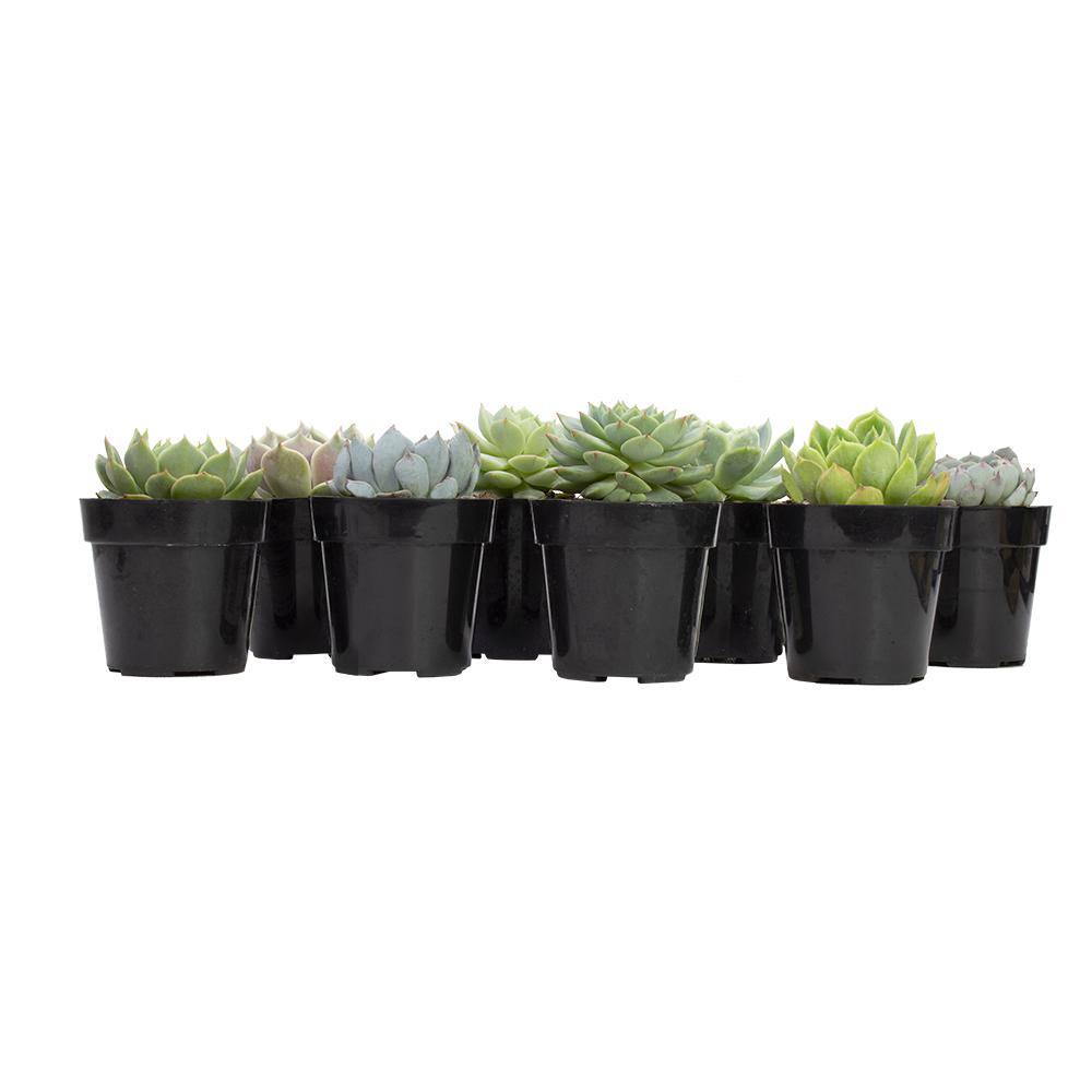 Vibrant Echeveria 4" Multicolor Succulent Collection - 8 Pack