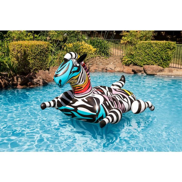 zebra intimidation