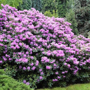 3 Gal. Flowering Rhododendron with Shrub Lavender Blooms