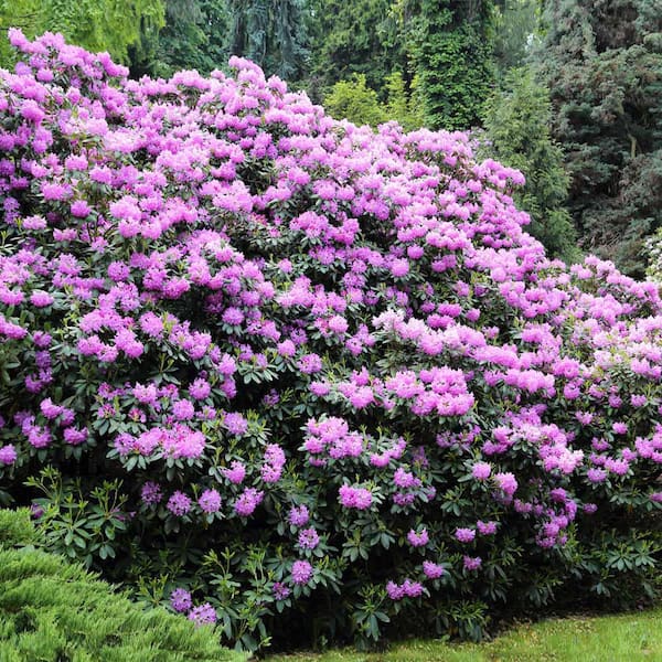 3 Gal. Flowering Rhododendron with Shrub Lavender Blooms