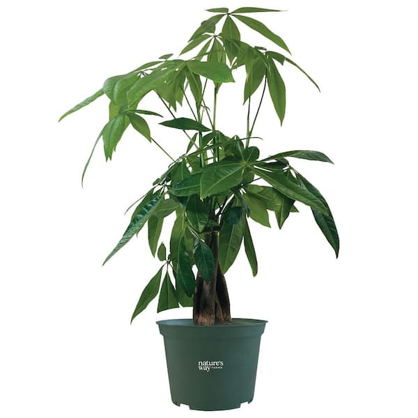 NATURE'S WAY FARMS 6 in. Pachira Money Tree Indoor Tropical Houseplantin  Grower Pot (1-Pack) 2658B - The Home Depot