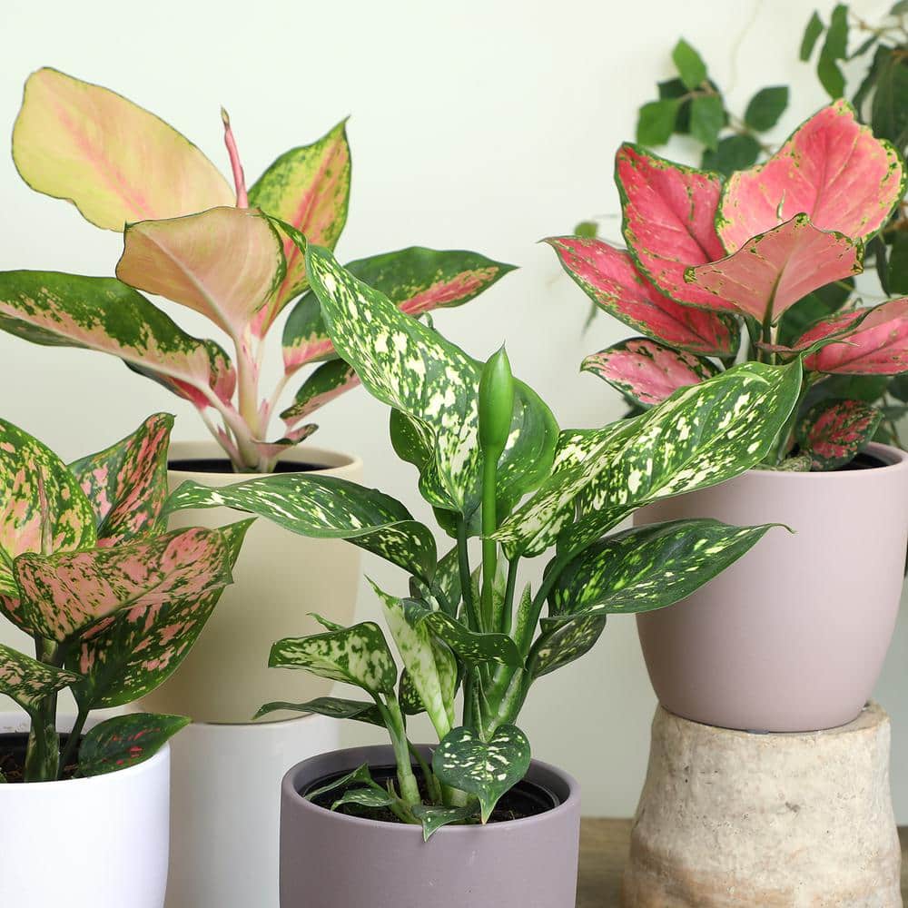 Variegated Chinese Evergreen Aglaonema 4-Pack in Black Plastic Pots